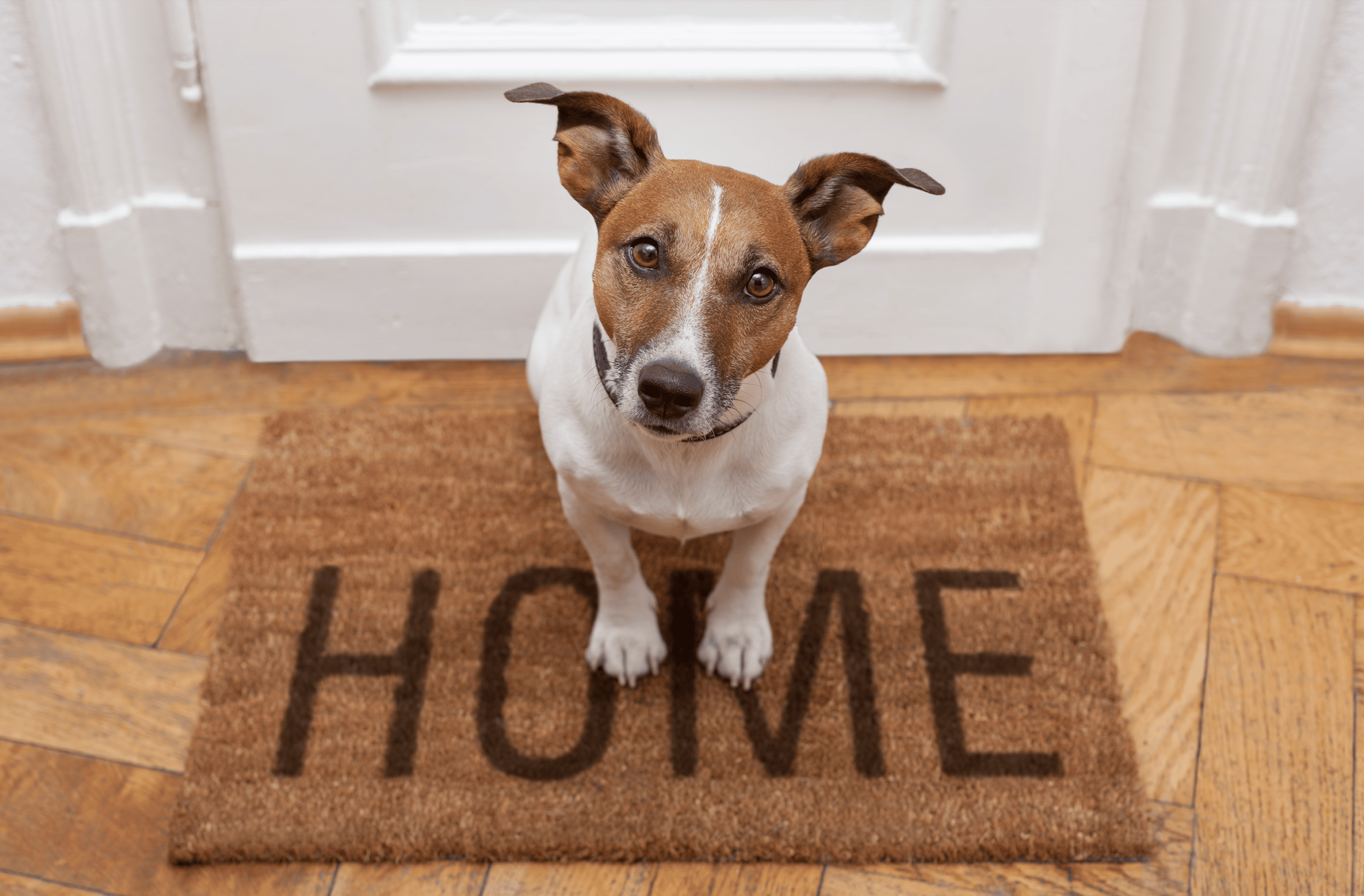 How to adjust your dog to a new home